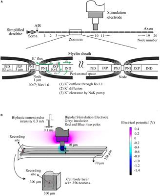 The Appearance Order of Varying Intervals Introduces Extra Modulation Effects on Neuronal Firing Through Non-linear Dynamics of Sodium Channels During High-Frequency Stimulations